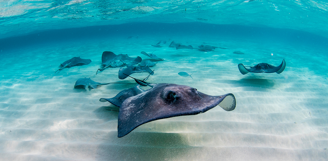 Stingray City Cayman Islands Most Popular Attraction